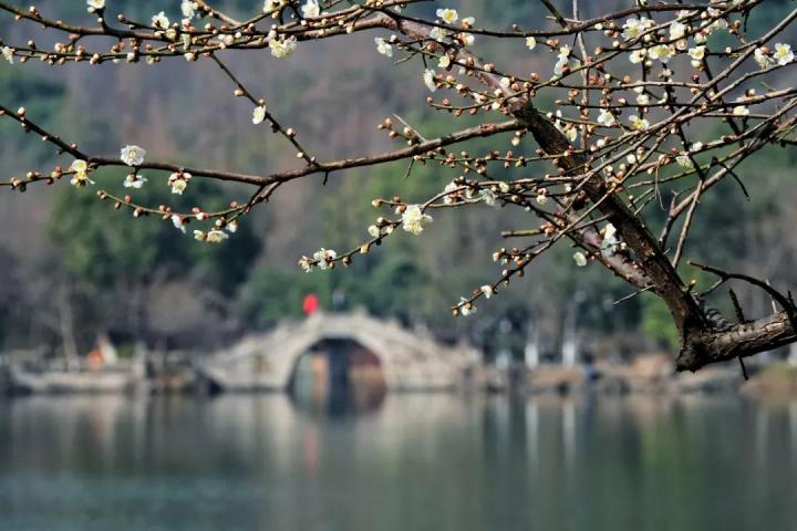 杭州赏梅花的最佳景点在哪里,杭州西湖孤山梅花初绽引游人