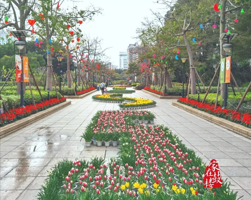 福州郁金香沙滩公园,福州温泉公园郁金香盛开