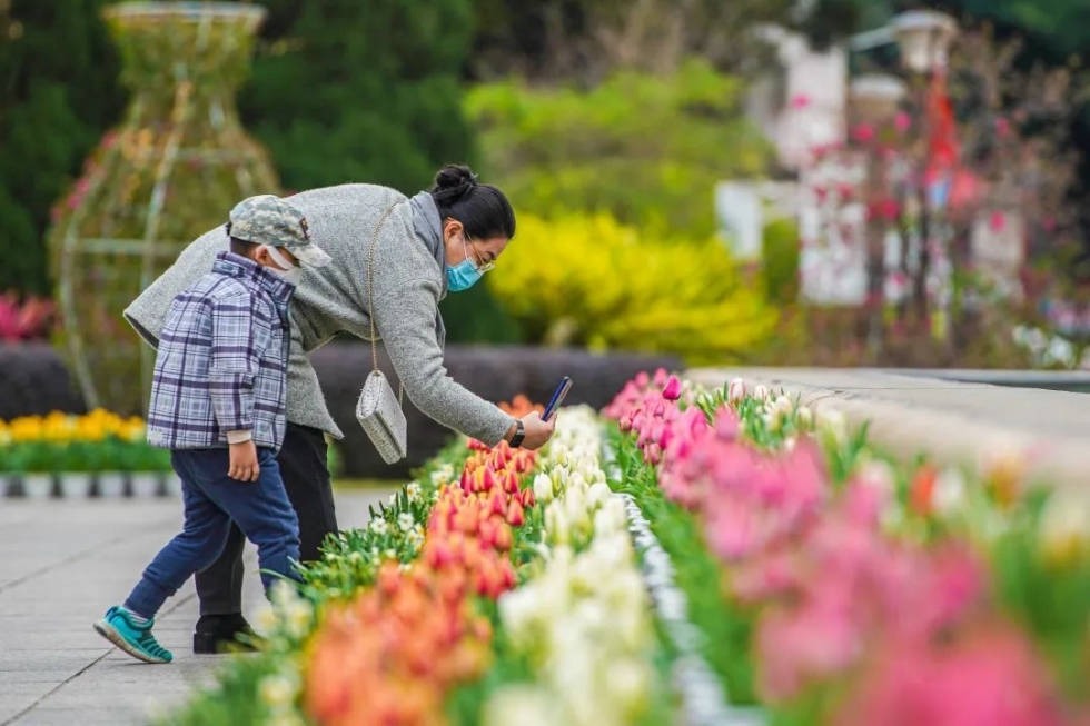 福州郁金香沙滩公园,福州温泉公园郁金香盛开