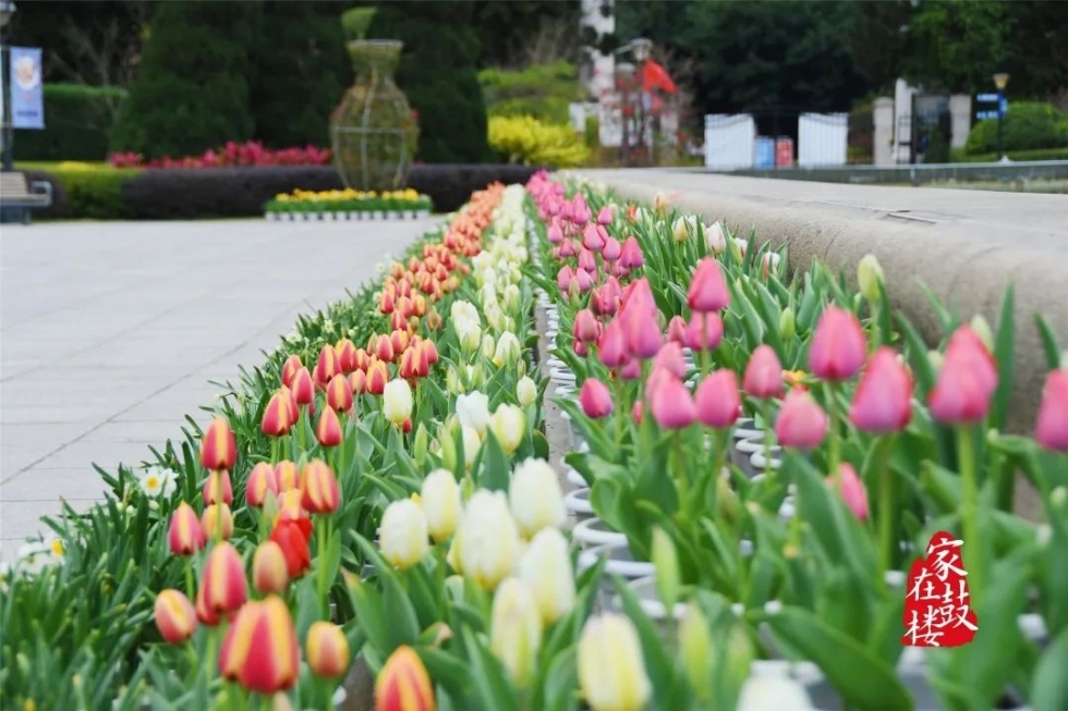 福州郁金香沙滩公园,福州温泉公园郁金香盛开