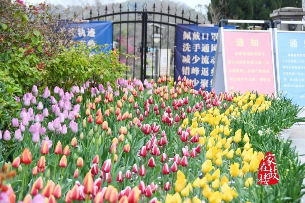 福州郁金香沙滩公园,福州温泉公园郁金香盛开