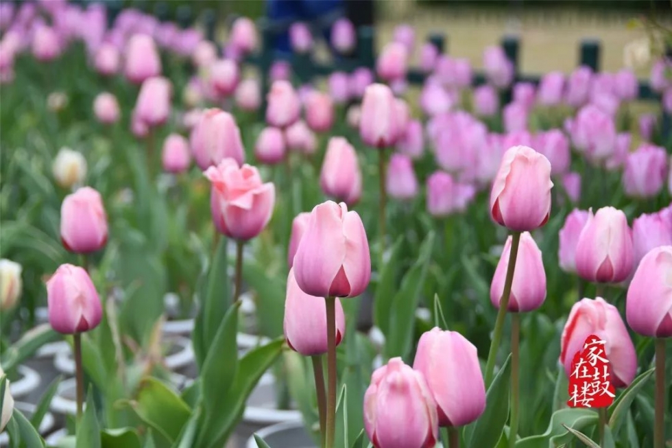 福州郁金香沙滩公园,福州温泉公园郁金香盛开