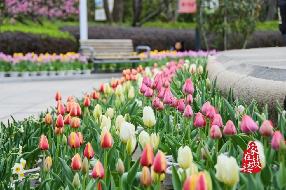 福州郁金香沙滩公园,福州温泉公园郁金香盛开