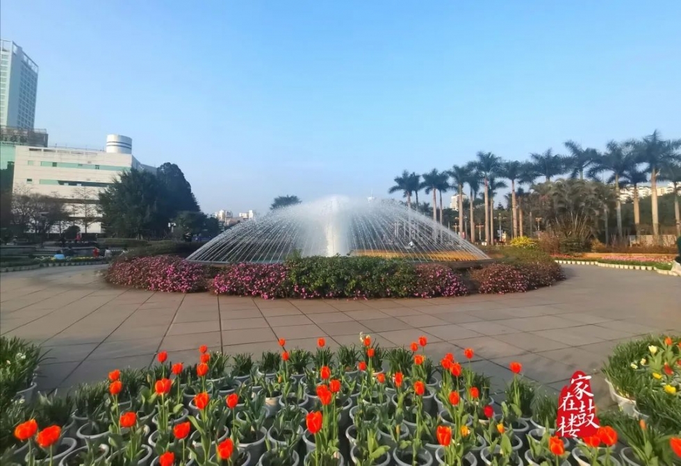 福州郁金香沙滩公园,福州温泉公园郁金香盛开