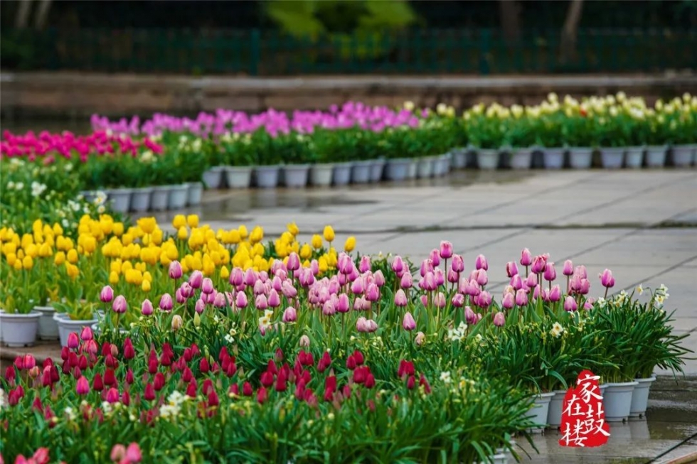 福州郁金香沙滩公园,福州温泉公园郁金香盛开