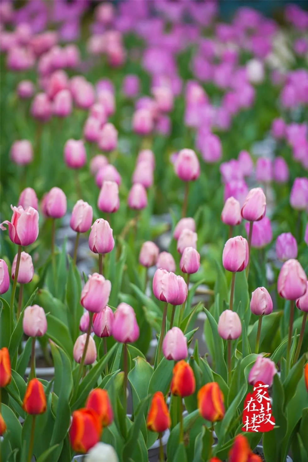 福州郁金香沙滩公园,福州温泉公园郁金香盛开