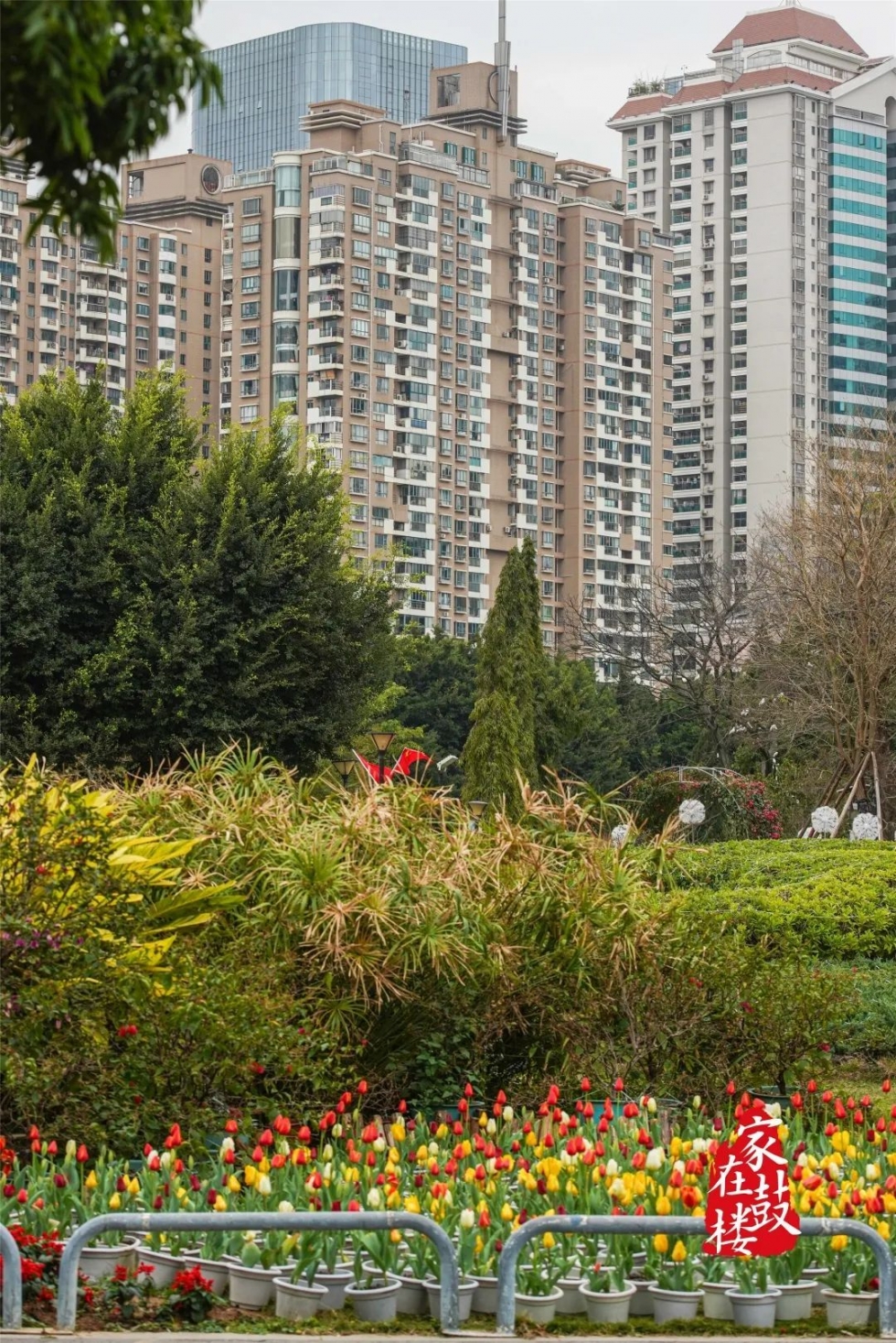 福州郁金香沙滩公园,福州温泉公园郁金香盛开