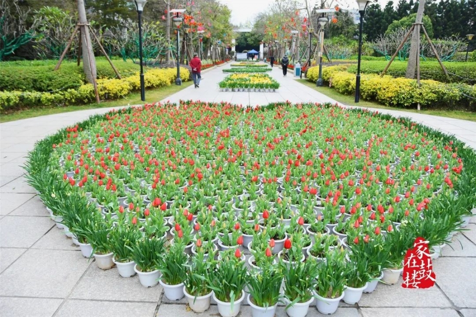 福州郁金香沙滩公园,福州温泉公园郁金香盛开