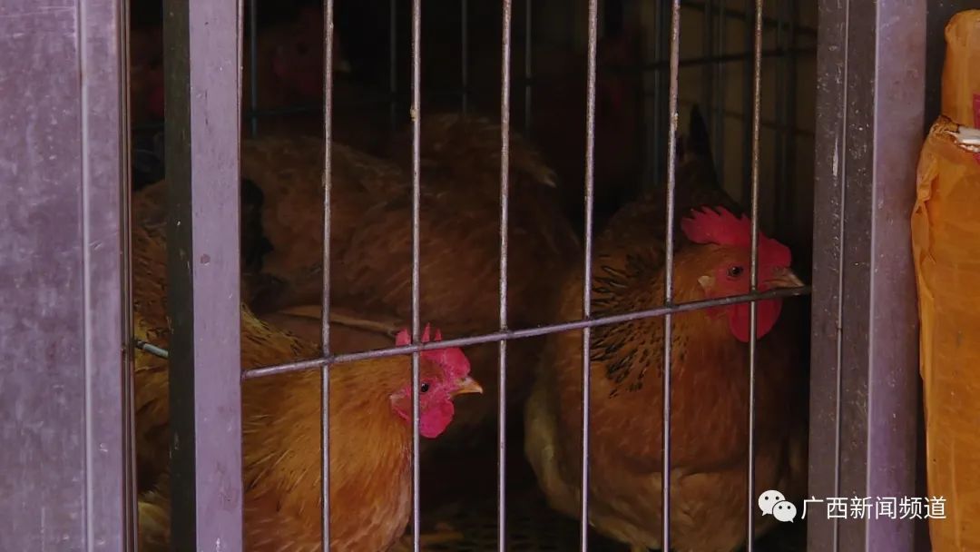 无鸡不成宴怎么说,无鸡不成宴做法