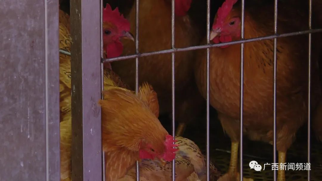 无鸡不成宴怎么说,无鸡不成宴做法