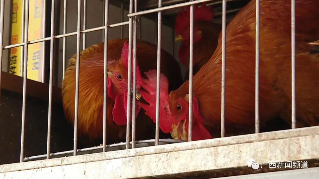 无鸡不成宴怎么说,无鸡不成宴做法