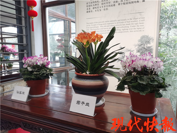 南京各景区旅游舒适度,春节南京游玩好去处