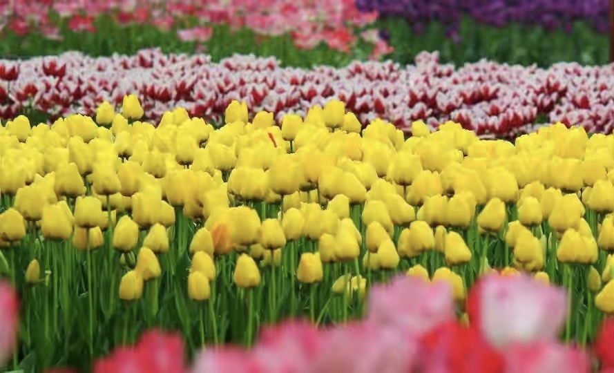 在成都别错过这场樱花雪,别错过这些值得一去的景点