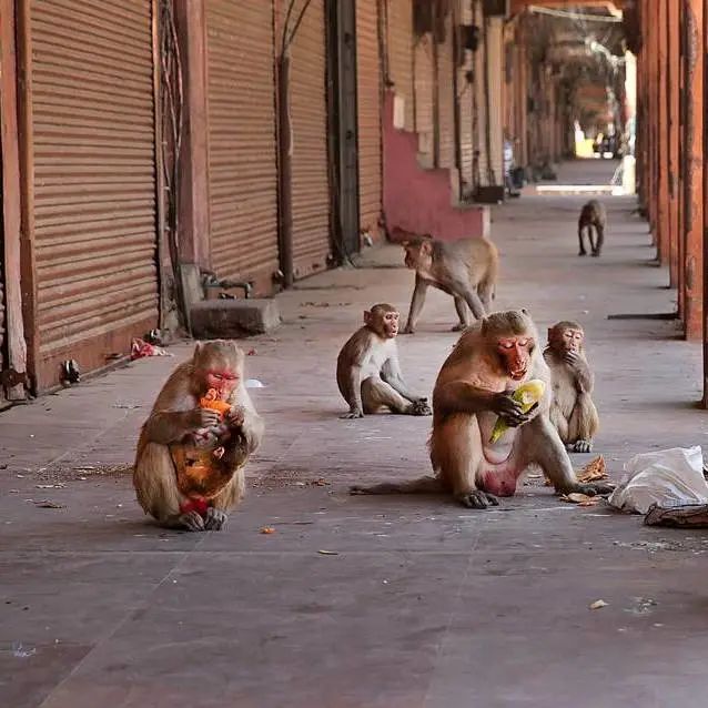 好莱坞拍了隔离期间的《史密斯夫妇》，他们盯上了全球顶奢百货里价值2700万的钻石