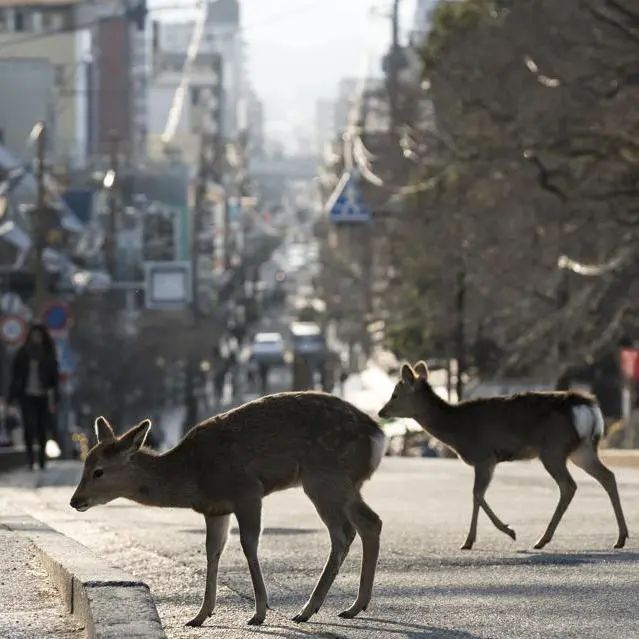好莱坞拍了隔离期间的《史密斯夫妇》，他们盯上了全球顶奢百货里价值2700万的钻石