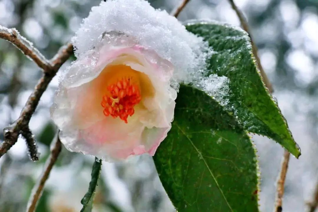 春节成都打卡旅游地,春节期间成都哪些地方值得一游