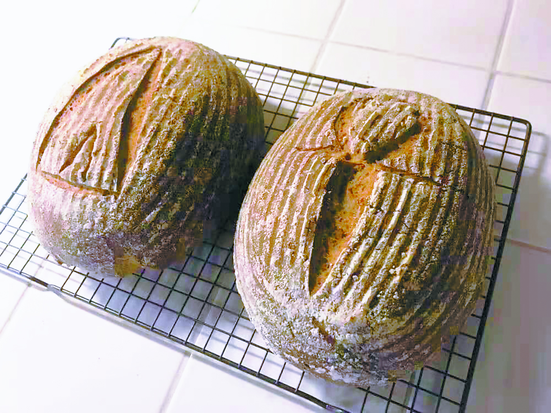 超级可怕的真菌,目前发现的真菌