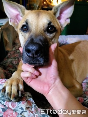 小黄眼眶含泪「馈头嘟黑嘴」求喂食 妈秒融化:谁能拒绝