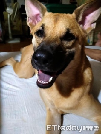 小黄眼眶含泪「馈头嘟黑嘴」求喂食 妈秒融化:谁能拒绝