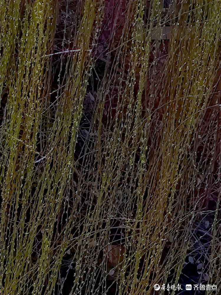 情报站｜暖风吹得游人醉，济南大明湖畔杨柳吐翠春色怡人