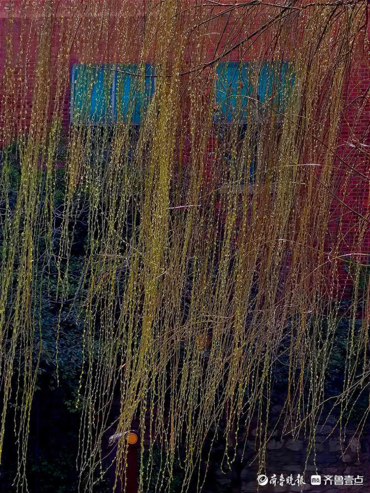 情报站｜暖风吹得游人醉，济南大明湖畔杨柳吐翠春色怡人