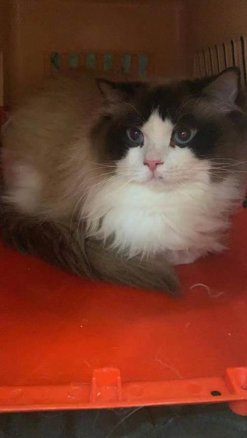 3000块买的猫有猫癣耳螨,五月大的得过猫癣的猫可以买吗