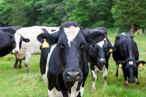 牛的哪些肉更好吃,牛怎么吃也不长肉