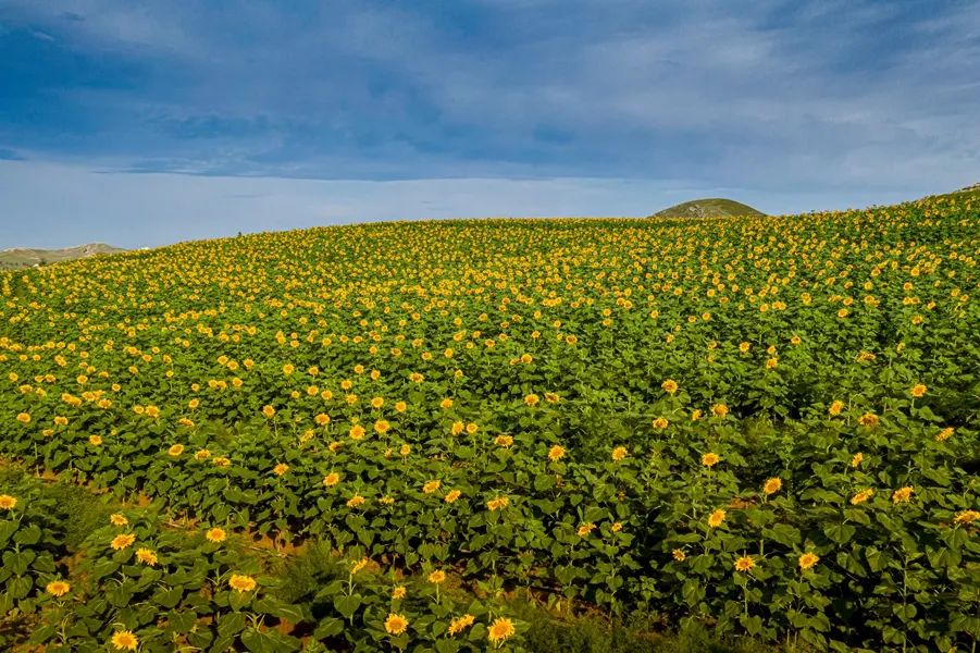 鍙や粖杈夋槧瀹屾暣瑙嗛,鍙や粖浜ょ浉杈夋槧