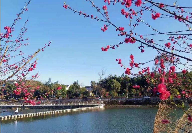 打卡好西乡！桃花胜*光春**，佳人已成双