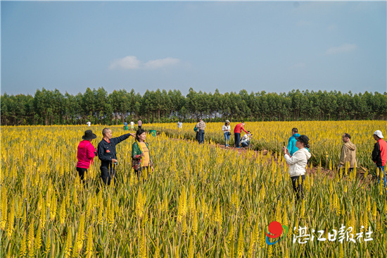 纯情芦荟是什么样子的,纯情芦荟开花