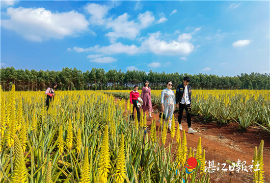 纯情芦荟是什么样子的,纯情芦荟开花