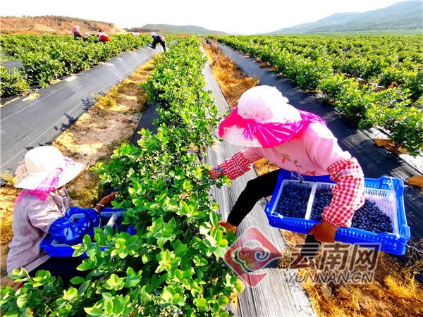 曲靖全力巩固拓展脱贫攻坚成果,云南巩固脱贫成果曲靖