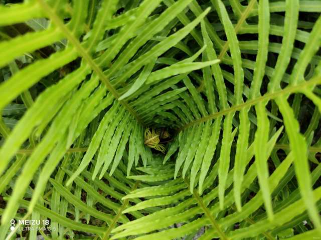魅族18系列旗舰手机,魅族18是握持手感最好的手机吗