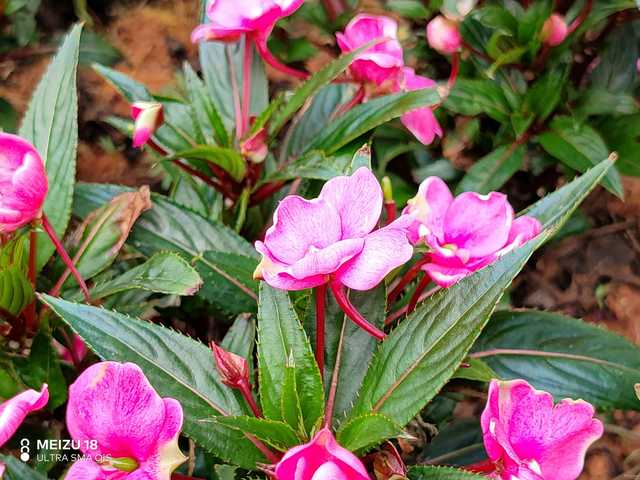 魅族18系列旗舰手机,魅族18是握持手感最好的手机吗