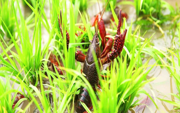 寻找中国最美大米产区,南县稻虾米官网