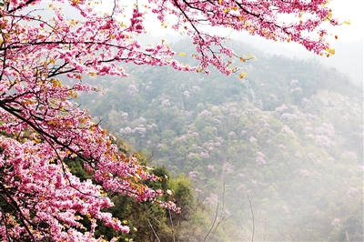 南阳赏花最佳地点,南阳市民赏花踏青乐享春日好时光