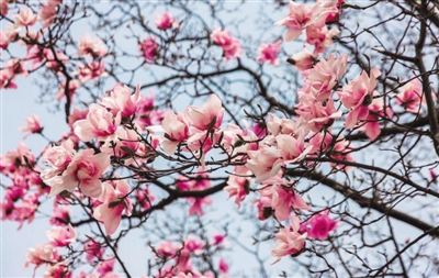 南阳赏花最佳地点,南阳市民赏花踏青乐享春日好时光