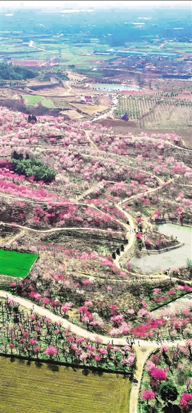 南阳赏花最佳地点,南阳市民赏花踏青乐享春日好时光