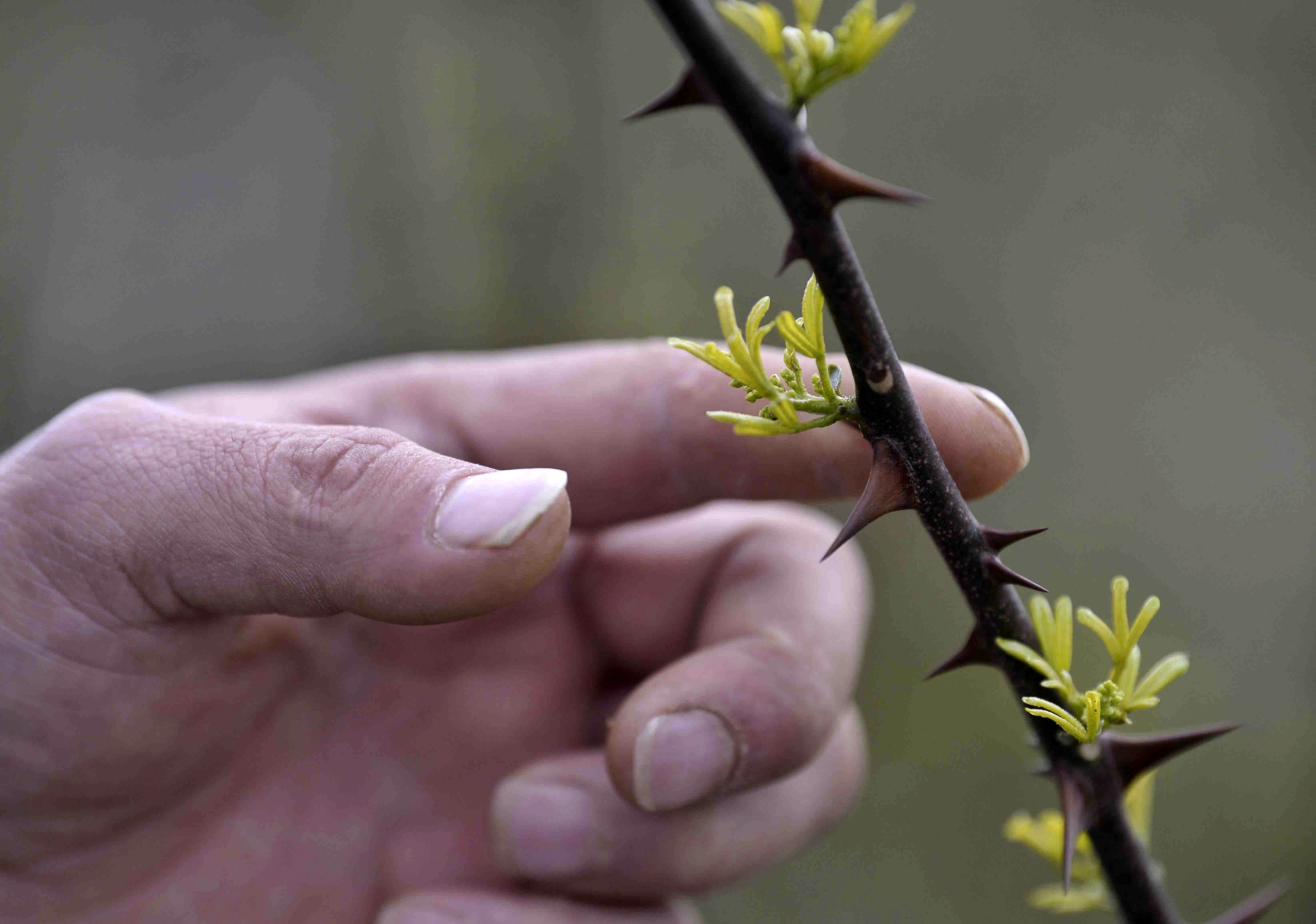 支持发展青花椒产业,平昌青花椒交易成全国新中心