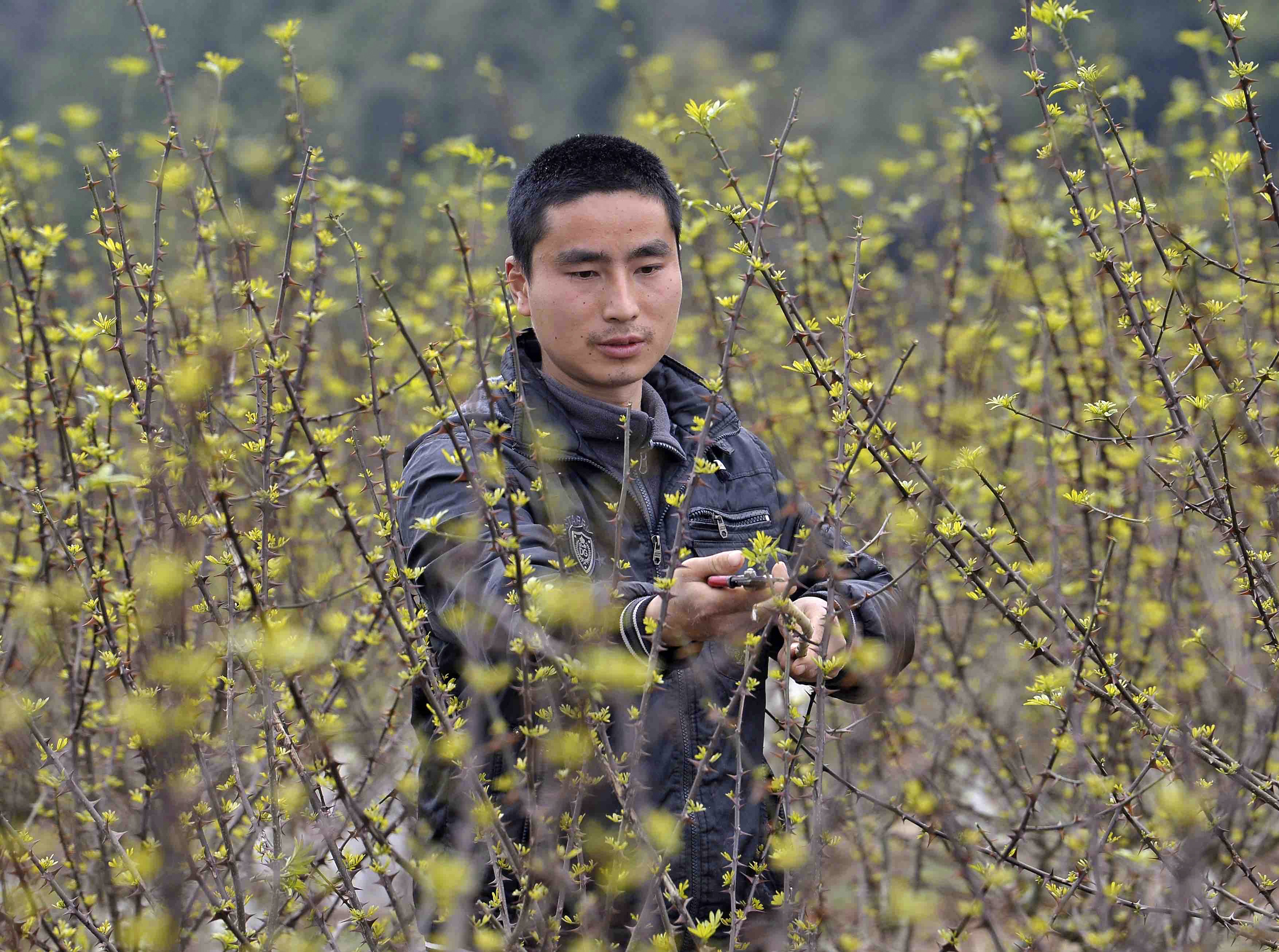 支持发展青花椒产业,平昌青花椒交易成全国新中心