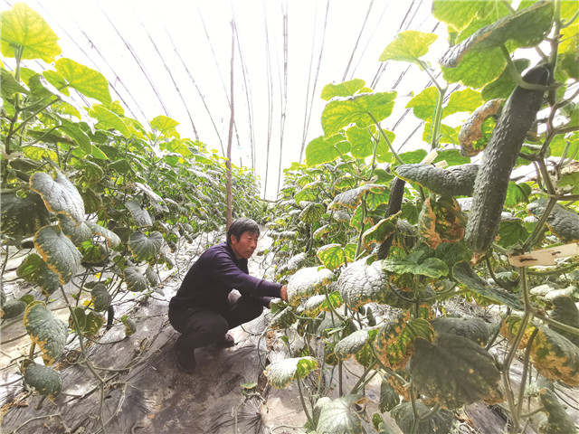 菜篮子春天,菜篮子小镇