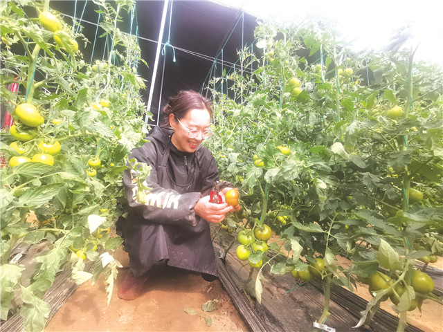 菜篮子春天,菜篮子小镇