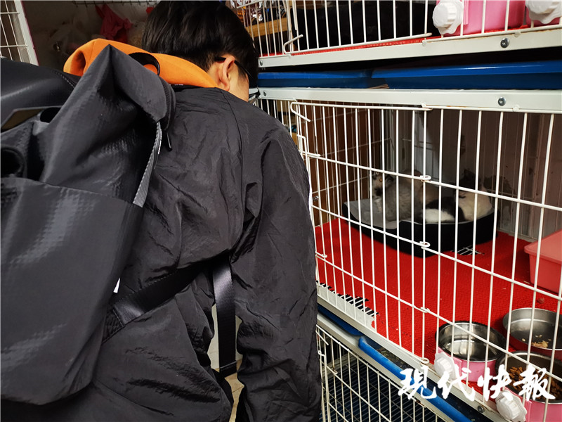 宠物店买的猫几天就死了怎么赔偿,宠物店买了个先天病猫能退吗