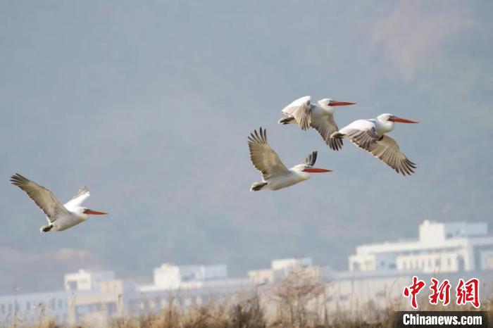 巢湖边首次发现罕见鸟类卷羽鹈鹕,四川首次发现近危物种卷羽鹈鹕