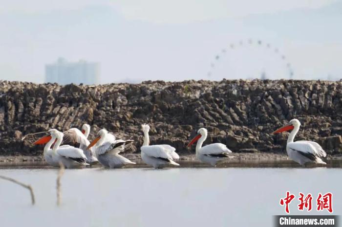 巢湖边首次发现罕见鸟类卷羽鹈鹕,四川首次发现近危物种卷羽鹈鹕
