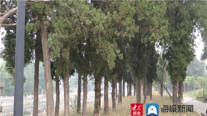 成武县古树,临武县古树