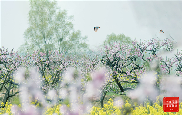 春之韵诗词原创,春之韵诗词10首