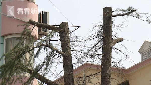 老旧小区改造中的大树被砍伐,小区绿化破坏了如何补救