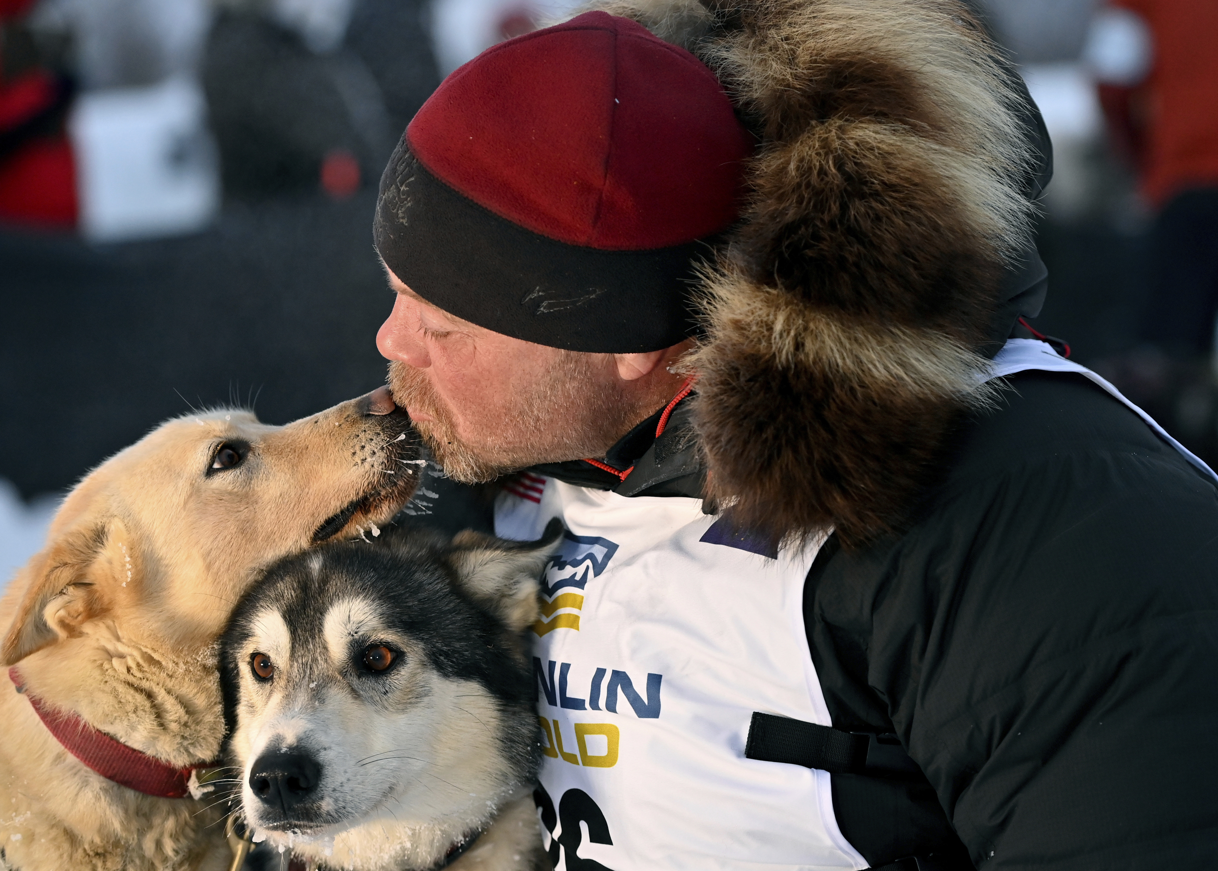阿拉斯加雪橇犬赛级犬,阿拉斯加狗拉雪橇赛