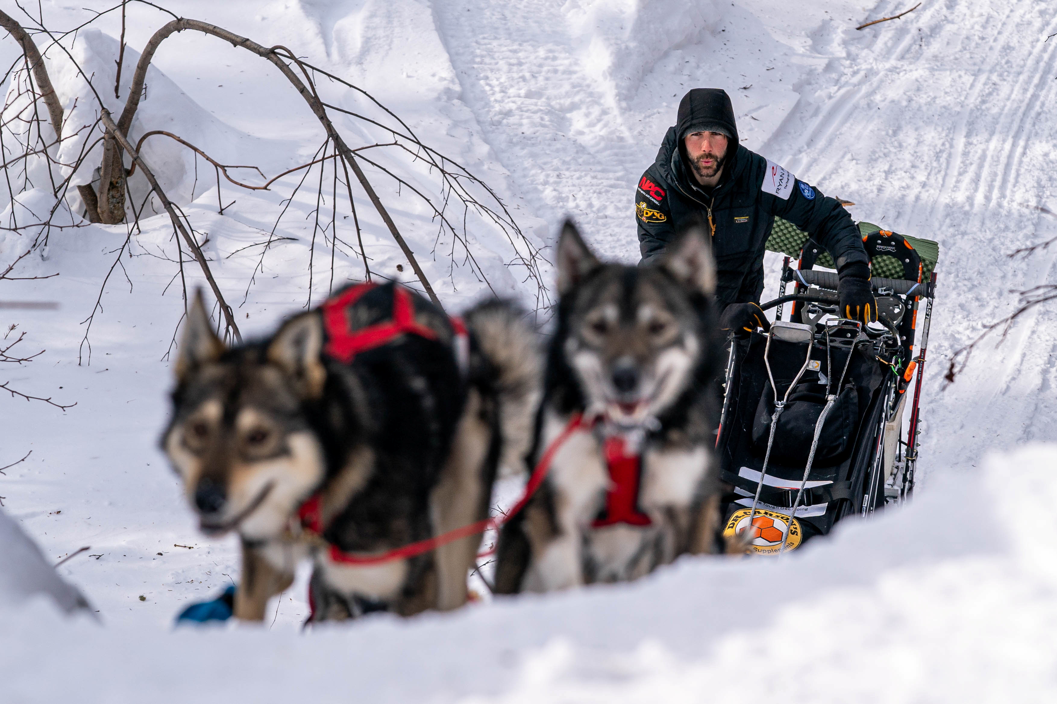 阿拉斯加雪橇犬赛级犬,阿拉斯加狗拉雪橇赛
